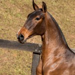 Noiteiro Interagro - bay Lusitano yearling for sale at 17th Interagro Yearlings Auction/TUPA