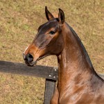 Noiteiro Interagro - bay Lusitano yearling for sale at 17th Interagro Yearlings Auction/TUPA