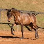 Noiteiro Interagro - bay Lusitano yearling for sale at 17th Interagro Yearlings Auction/TUPA