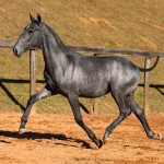 Nordeste Interagro - Lusitano yearling for sale at 17th Interagro Yearlings Auction/TUPA