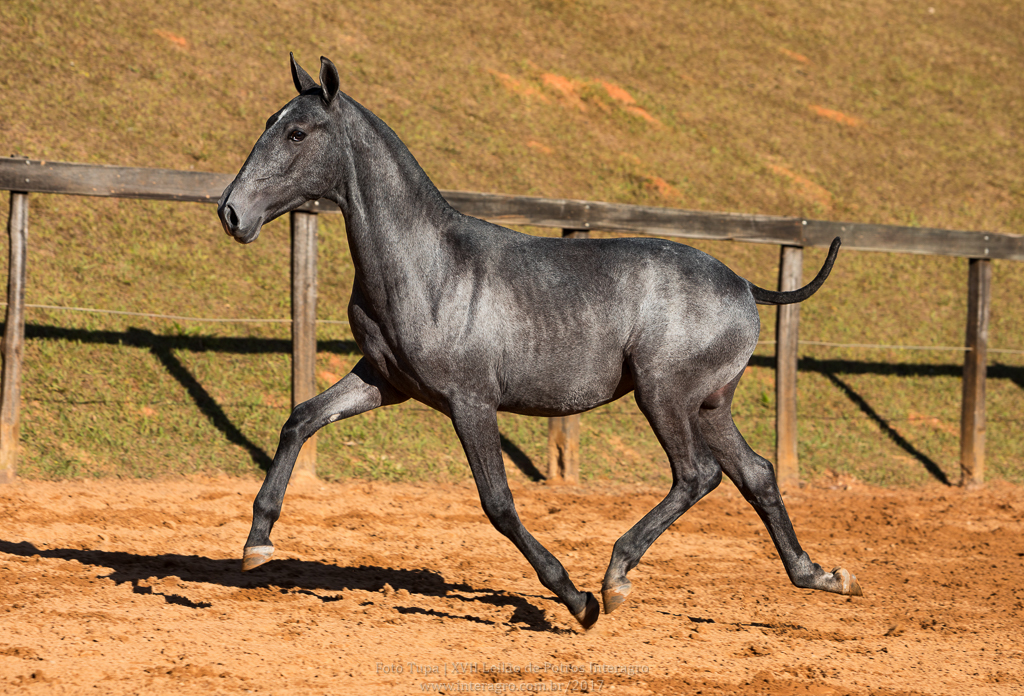 Nordeste Interagro - Lusitano yearling for sale at 17th Interagro Yearlings Auction/TUPA