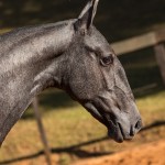 Nordeste Interagro - Lusitano yearling for sale at 17th Interagro Yearlings Auction/TUPA