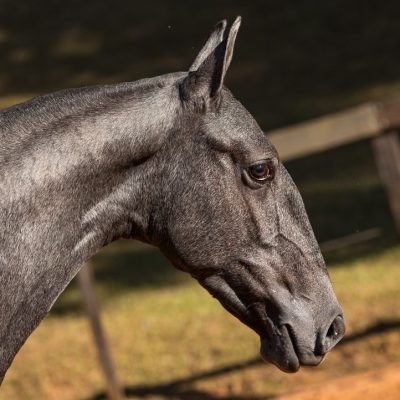 Nordeste Interagro - Lusitano yearling for sale at 17th Interagro Yearlings Auction/TUPA