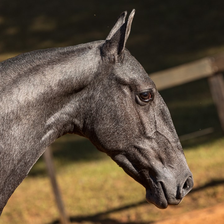 Nordeste Interagro - Lusitano yearling for sale at 17th Interagro Yearlings Auction/TUPA