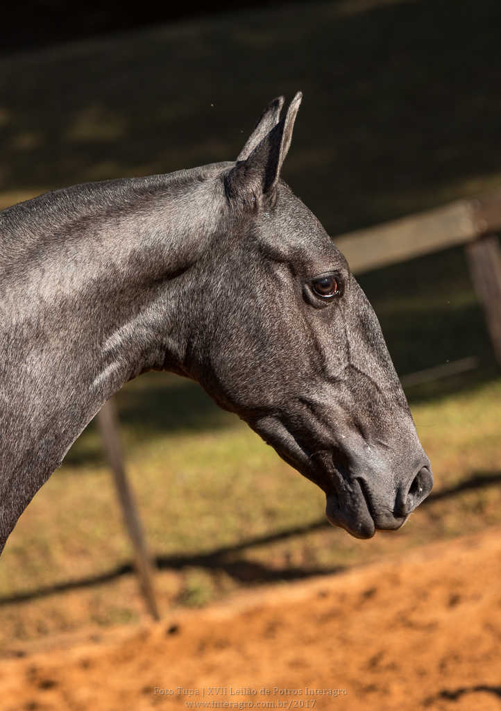 Nordeste Interagro - Lusitano yearling for sale at 17th Interagro Yearlings Auction/TUPA
