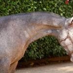 Nordeste Interagro - Lusitano yearling for sale at 17th Interagro Yearlings Auction/Interagro Lusitanos