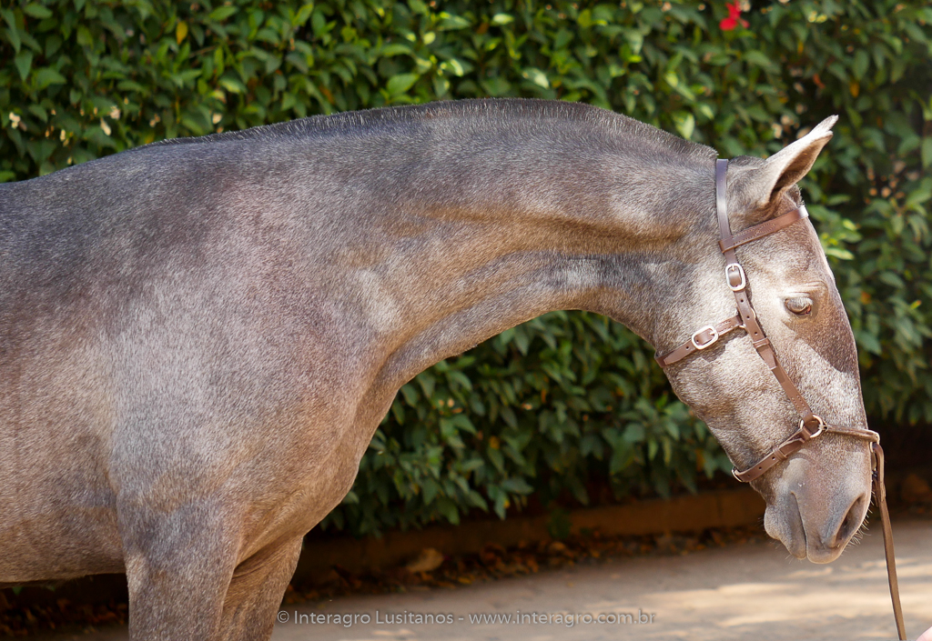 Nordeste Interagro - Lusitano yearling for sale at 17th Interagro Yearlings Auction/Interagro Lusitanos