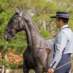 Numídia Interagro - Lusitano filly for sale at 17th Interagro Yearlings Auction/TUPA