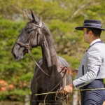 Numídia Interagro - Lusitano filly for sale at 17th Interagro Yearlings Auction/TUPA