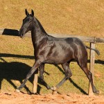 Numídia Interagro - Lusitano filly for sale at 17th Interagro Yearlings Auction/TUPA