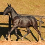 Numídia Interagro - Lusitano filly for sale at 17th Interagro Yearlings Auction/TUPA