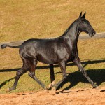 Numídia Interagro - Lusitano filly for sale at 17th Interagro Yearlings Auction/TUPA