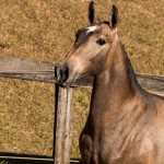 Nurse Interagro - Lusitano filly for sale at 17th Interagro Yearlings Auction/Photo TUPA