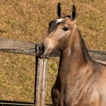 Nurse Interagro - Lusitano filly for sale at 17th Interagro Yearlings Auction/Photo TUPA