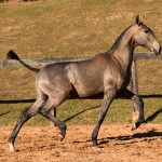 Nurse Interagro - Lusitano filly for sale at 17th Interagro Yearlings Auction/Photo TUPA