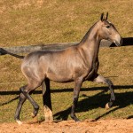 Nurse Interagro - Lusitano filly for sale at 17th Interagro Yearlings Auction/Photo TUPA