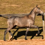 Nurse Interagro - Lusitano filly for sale at 17th Interagro Yearlings Auction/Photo TUPA