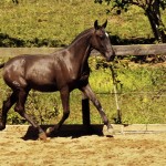 Azeviche Interagro/Johnny Duarte