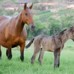 Navegador Interagro/Interagro Lusitanos