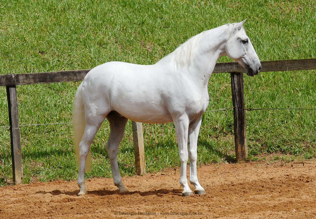 Firmador Interagro/Interagro Lusitanos