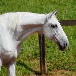 Firmador Interagro/Interagro Lusitanos