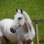 Firmador Interagro/Interagro Lusitanos