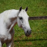 Firmador Interagro/Interagro Lusitanos