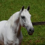 Firmador Interagro/Interagro Lusitanos