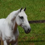 Firmador Interagro/Interagro Lusitanos