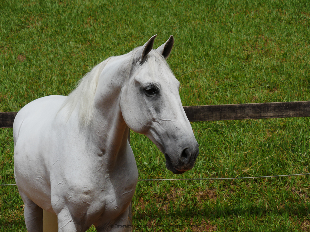 Firmador Interagro/Interagro Lusitanos