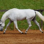 Firmador Interagro/Interagro Lusitanos
