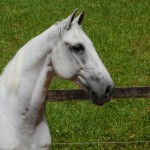 Firmador Interagro/Interagro Lusitanos