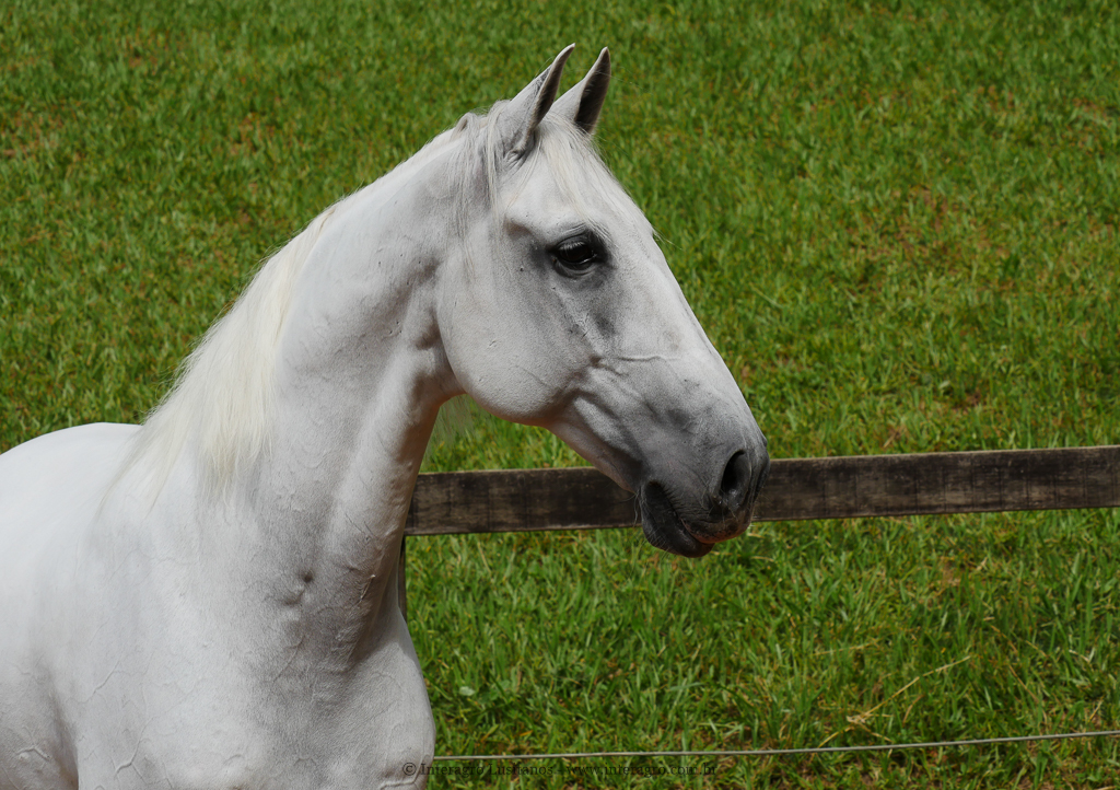 Firmador Interagro/Interagro Lusitanos