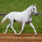 Firmador Interagro/Interagro Lusitanos