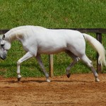 Firmador Interagro/Interagro Lusitanos