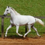 Firmador Interagro/Interagro Lusitanos