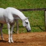 Firmador Interagro/Interagro Lusitanos