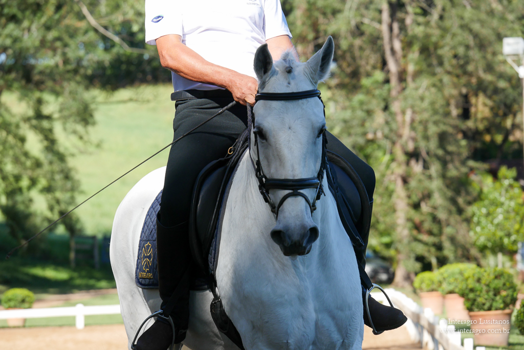 Firmador Interagro/Interagro Lusitanos