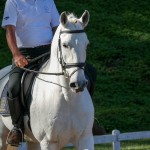 Firmador Interagro/Interagro Lusitanos