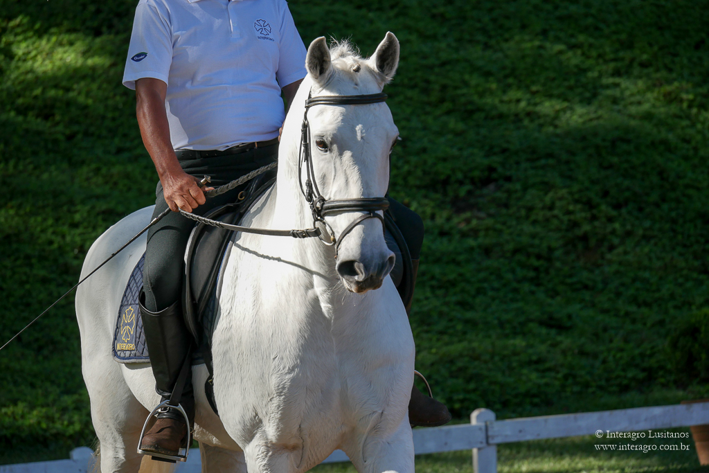 Firmador Interagro/Interagro Lusitanos