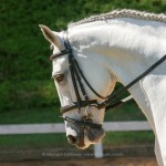 Firmador Interagro/Interagro Lusitanos