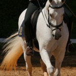 Firmador Interagro/Interagro Lusitanos