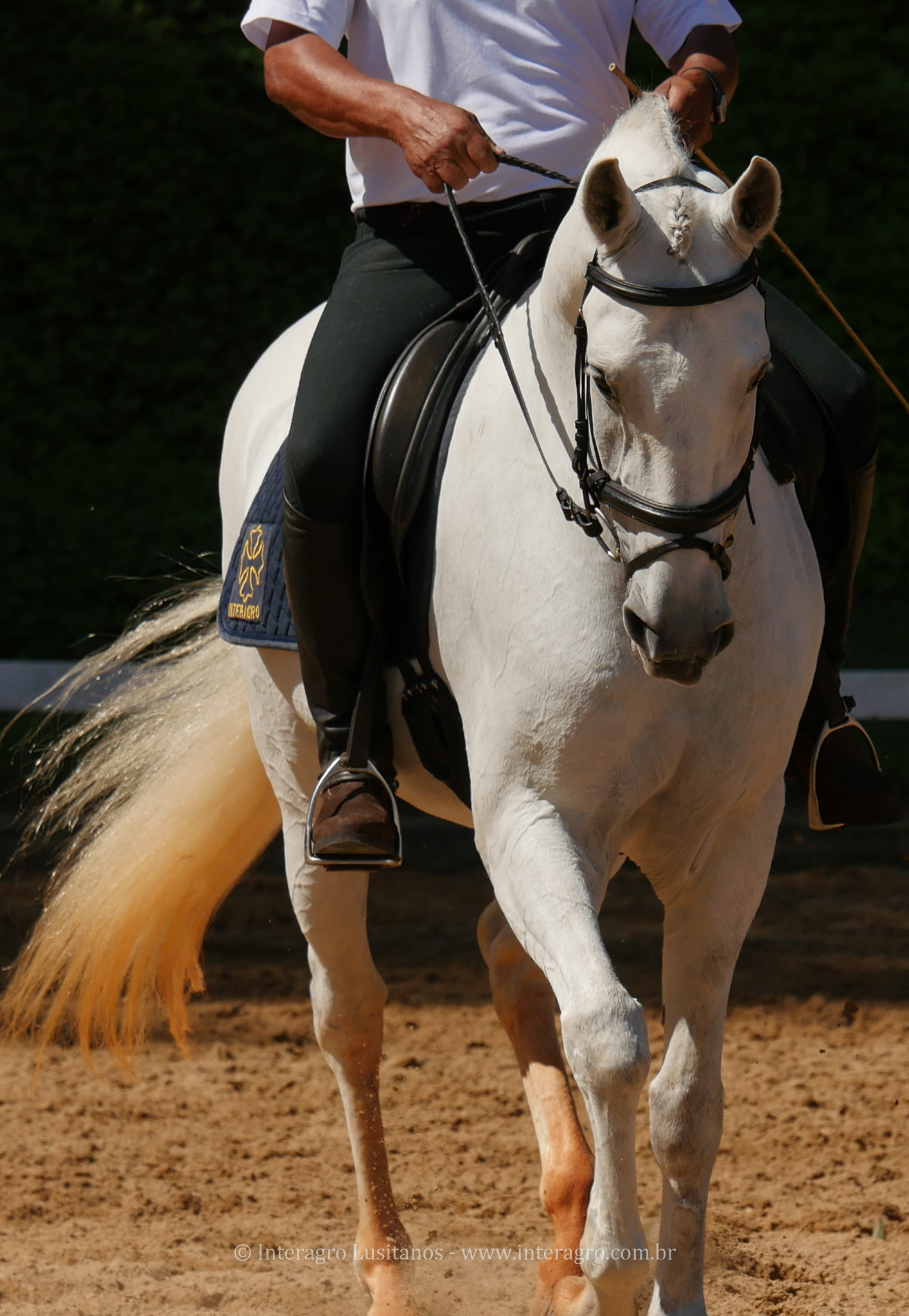 Firmador Interagro/Interagro Lusitanos