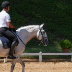 Hanibal Interagro, grey Lusitano stallion. Photo: Interagro Lusitanos