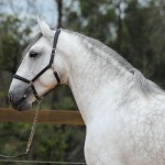 Ícarus Interagro/Photo: TUPA