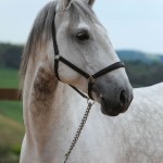 Ícarus Interagro/Photo: TUPA