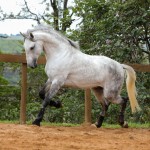 Ícarus Interagro/Photo: TUPA