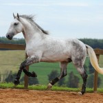 Ícarus Interagro/Photo: TUPA