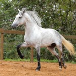 Ícarus Interagro/Photo: TUPA