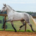 Ícarus Interagro/Photo: TUPA